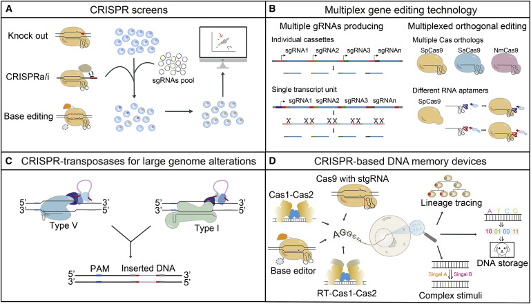 Molecular Cell (@molecularcell) on Twitter photo The CRISPR-Cas toolbox and gene editing technologies dlvr.it/SHY73n The CRISPR-Cas toolbox and gene editing technologies dlvr.it/SHY73n