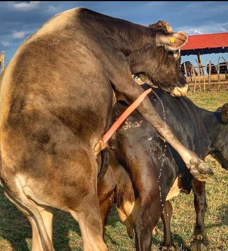 █████† tweet media