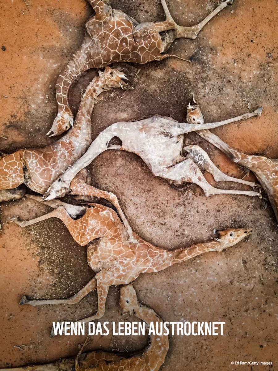 Die #Klimakrise bedroht das Leben von Mensch und Tier im Norden Kenias bereits akut. Zwei Jahre Dürre in Folge lassen Wasserstellen versiegen und machen den Boden zu Staub. Allein im September und November 2021 verdursteten etwa 80 Netzgiraffen: wwf.de/themen-projekt…