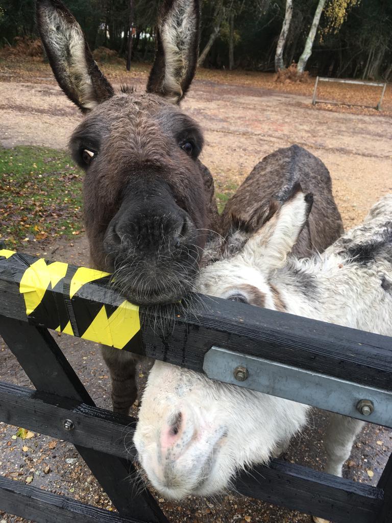 WinchesterRASAC's tweet image. Winter guests at the Lotus programme trying to gatecrasher . Sorry no spaces on this months course .
