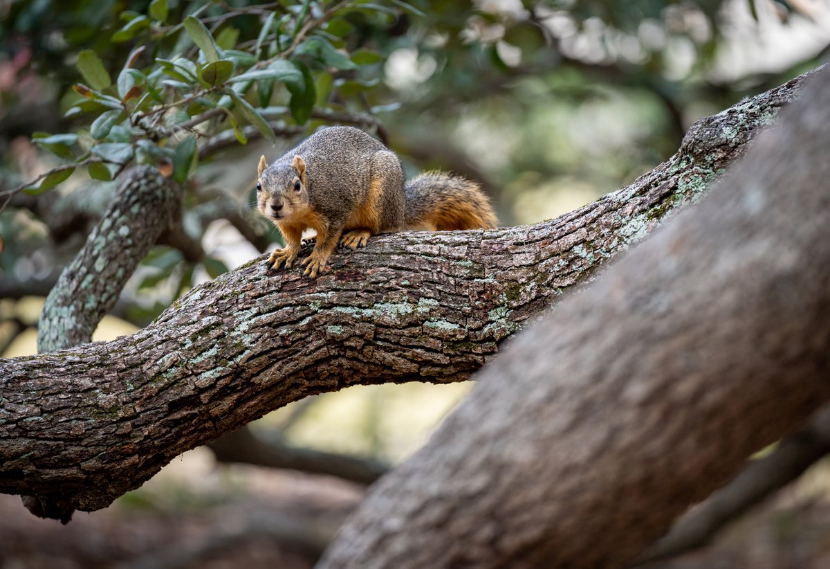 TAMU's tweet photo. Gorgeous gorgeous squirrels go to #TAMU. 🐿

#SquirrelAppreciationDay https://t.co/tfNgYQdqPz
