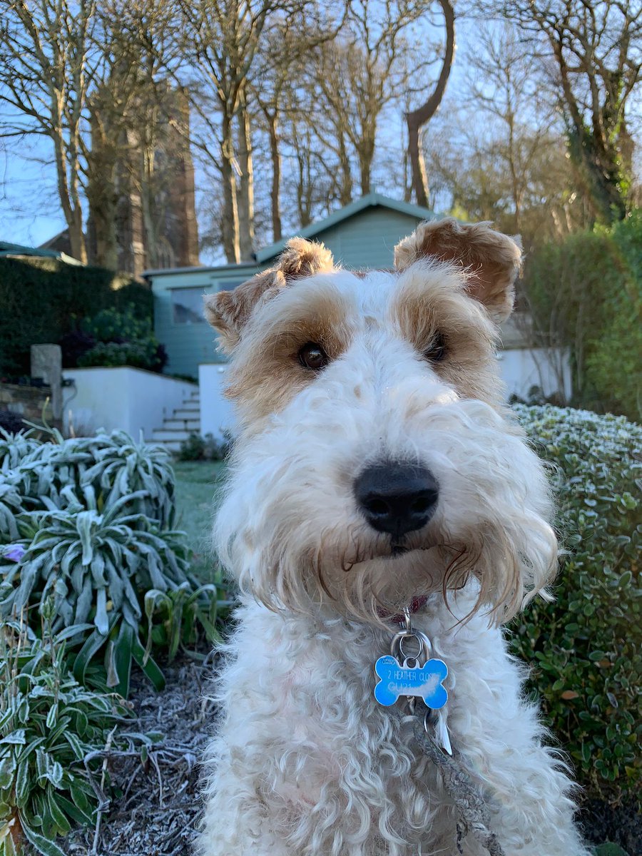 Just had to share this photo of my dog that looks like a selfie he took of himself x