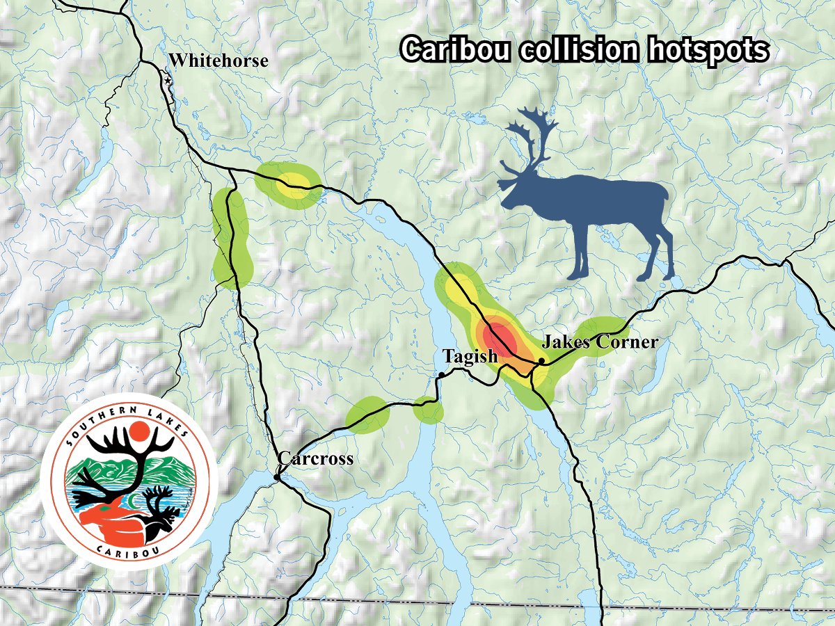 Caribou frequently cross the Alaska Highway and the Carcross and Tagish roads throughout the winter. 

To keep yourself and wildlife safe, slow down in the Southern Lakes area. 

Drive to the conditions, use winter tires and see the map attached for collision hotspots.