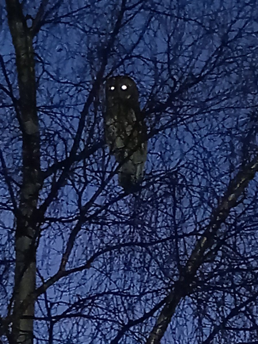 Walking the dog just before dawn this morning and started getting the feeling I was being watched #Owl #beingwatched #baildon