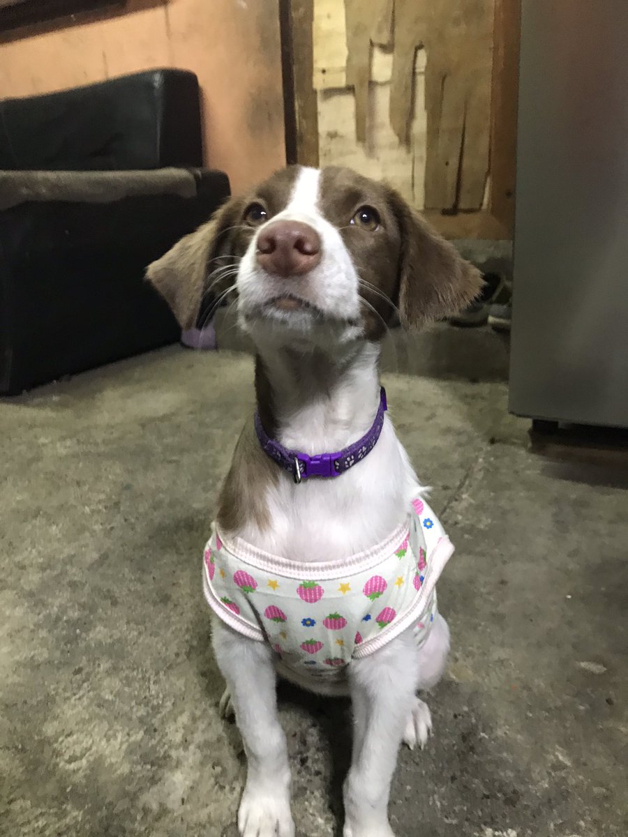 Azycakess tweet media