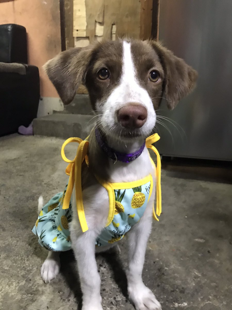 Azycakess tweet media