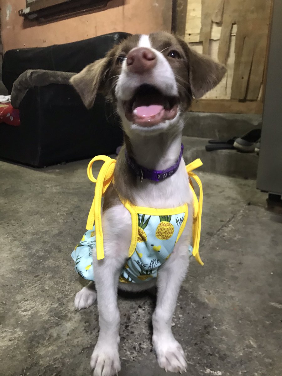 Azycakess tweet media