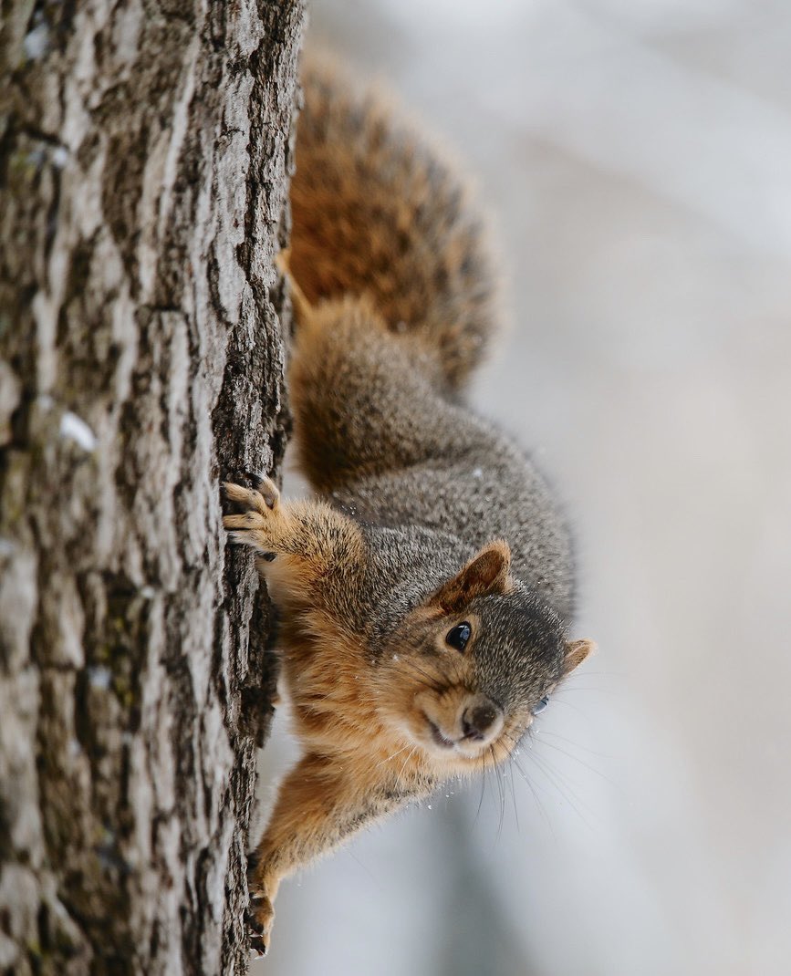 BGSU squirrels always pushin’ 🅿️🐿 #SquirrelAppreciationDay