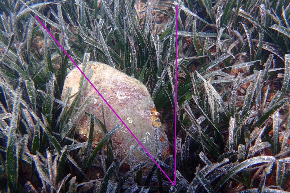 EduardMarquesM's tweet photo. Troballa excepcional de 3 #nacres supervivents a #Cadaqués i ja en portem 11 al CdC!  Esperem q es puguin salvaguardar i serveixin per salvar l'sp. de l'extinció. Una d'elles té afectació per cop i està inclinada! @parcscat @AjCadaques @MPAengage @submon https://t.co/8dj0PaD176
