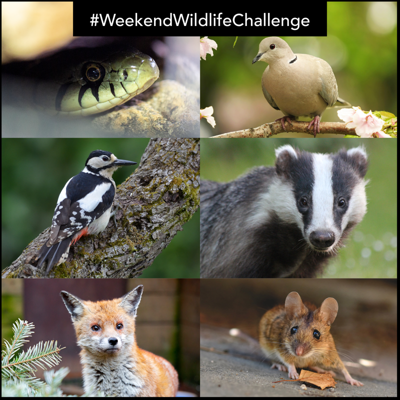 wildlifeaid's tweet photo. We always love to see your wildlife images, so, this weekend we've made the #weekendwildlifechallenge a little easier!
You can post a picture of any species you like. It could be anything from a tiny insect, to an elephant. All #wildlife should be celebrated wherever possible. https://t.co/pUDOfhdAau