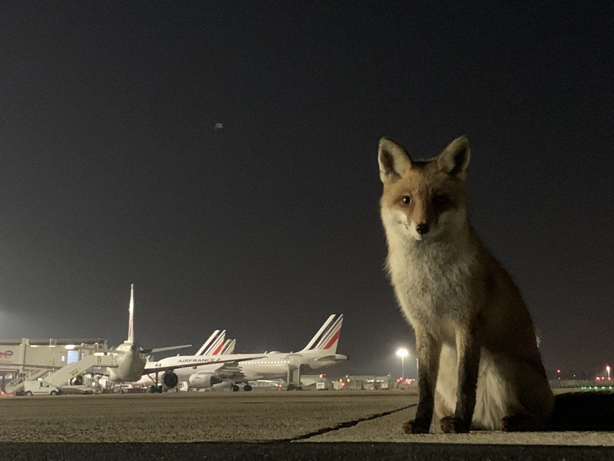 francoisMNS's tweet photo. #airfrance #NaturePhotography #ADP #foxtrotlerenard 
Voilà donc le fameux cliché 😄
Merci à tous 🙏🏻 
Longue vie à #foxtrotlerenard 🥰 https://t.co/fIdwXfHiJM