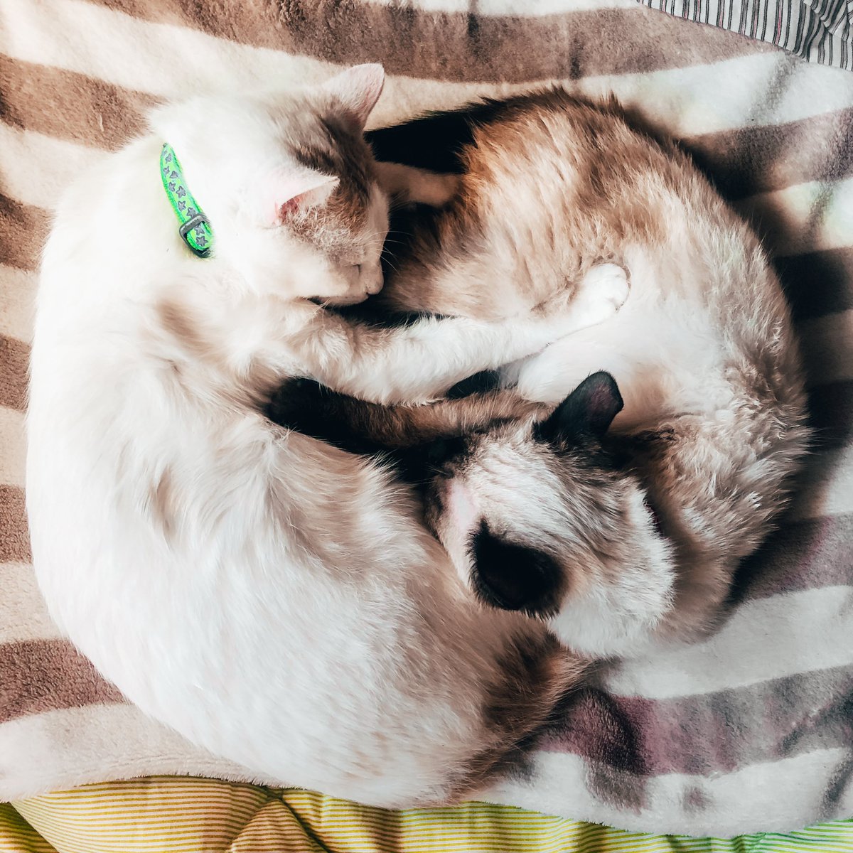 Papa frita tweet media