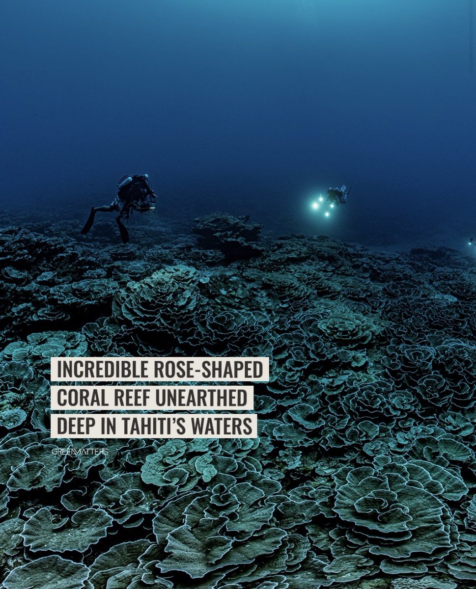 DrAlMidfa's tweet photo. Gardens of roses discovered 🤍 I wonder how vibrant and colorful these reefs were prehistorically. Photo credit: Alexis Rosenfeld https://t.co/bqcxdKtI5H