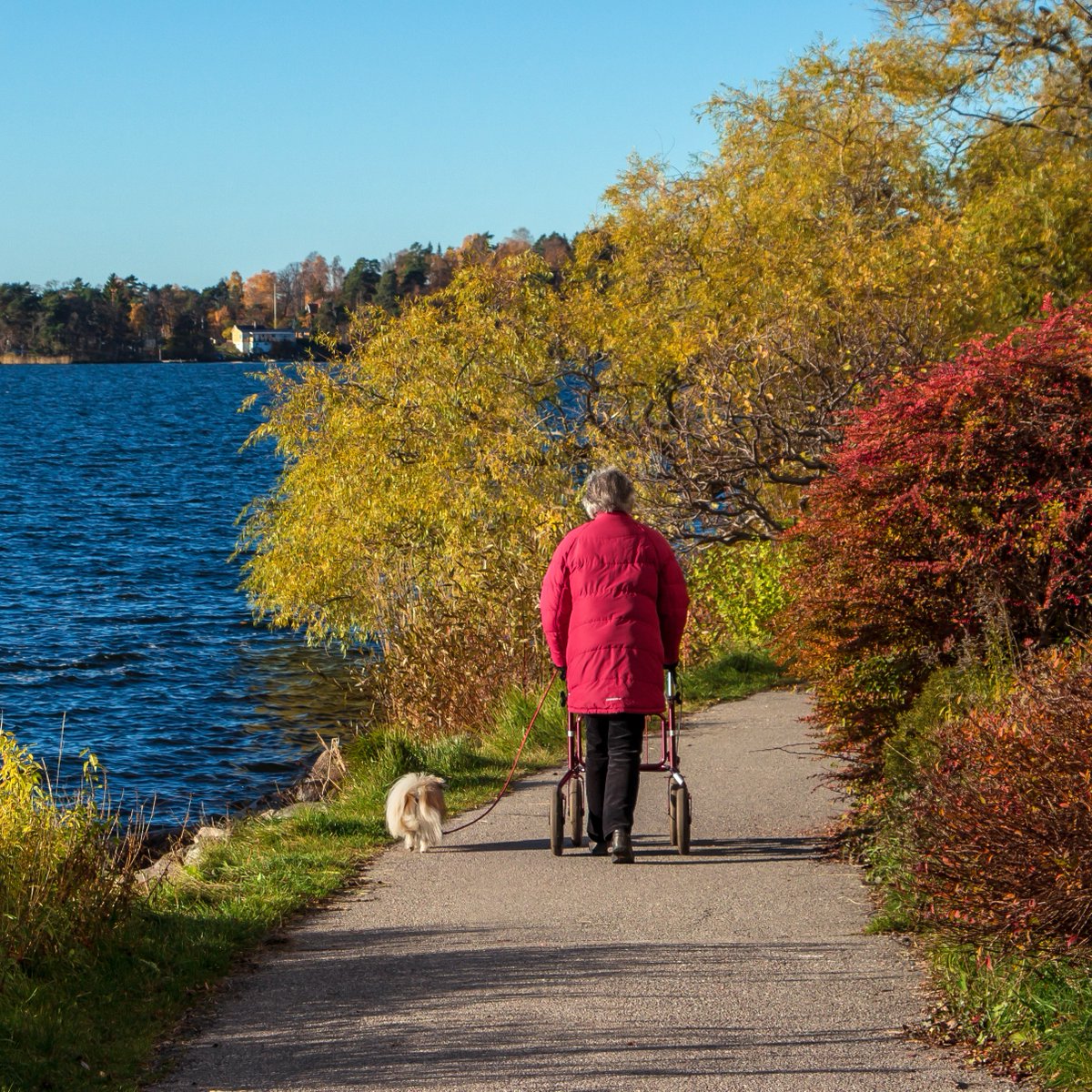 Living with limited #mobility doesn't mean that you can't be active! 

Our selection of #rollators are ideal for supporting you on walks, trips to the shops or for everyday adventures 👌

⭐ proridermobility.com/walking-aids-c… ⭐

#mobilityaids