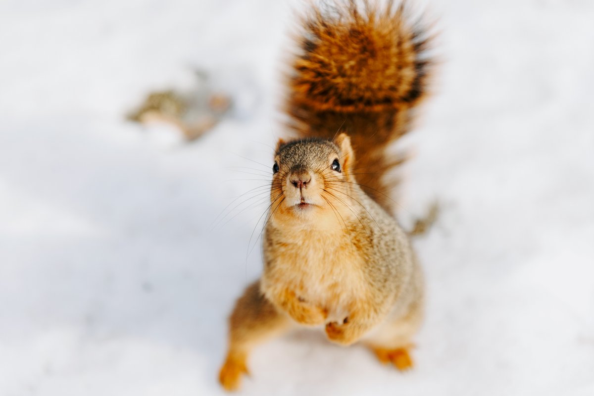 UNLincoln's tweet photo. Squirrel Appreciation Day is a good excuse to post photos of our campus squirrels ❤️🐿 https://t.co/JY8BSgAV0a