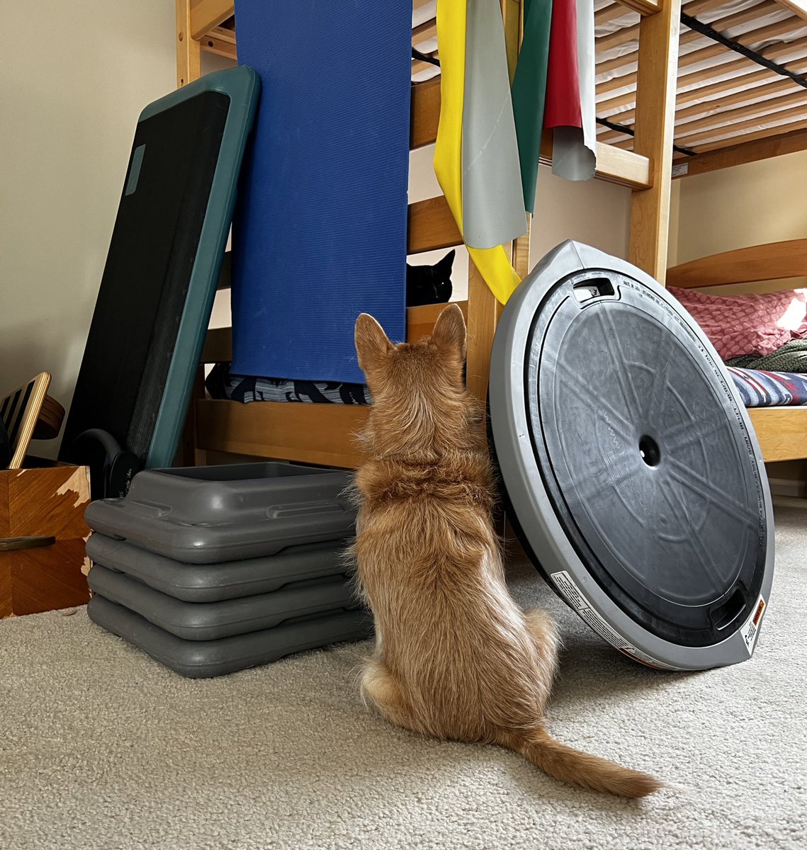 RageCook's tweet image. When #CatPilates is absolutely ruined by the creepiest guy who just shows up and stares at you