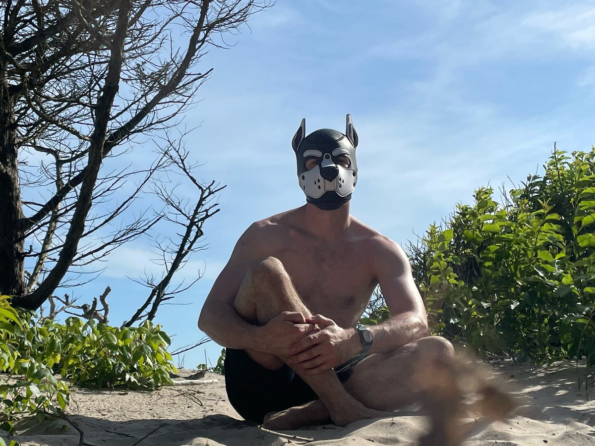 Pup Kit (@thepupkit) / Posts / X