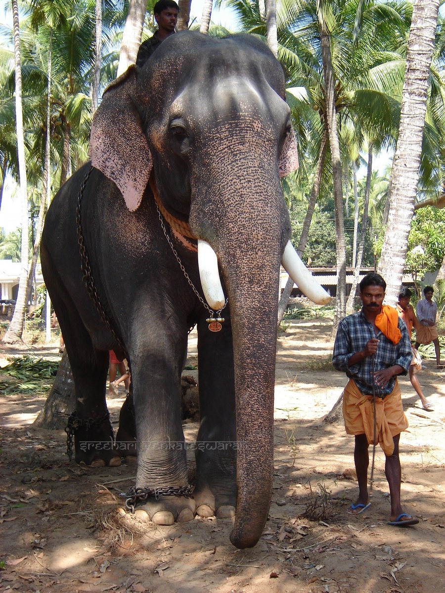 harisree_18's tweet photo. Thiruvambady Devaswam Chandrasekharan with mahout Chandran.. Photograph from January 22, 2006..Parkadi Pooram
.
An elephant's health is inversely proportional to stardom and fancy titles
๐๐
.
#elephantportrait #shotonsony #sonydsc90
https://t.co/zArTKhwygU https://t.co/CXFlpVQsxW