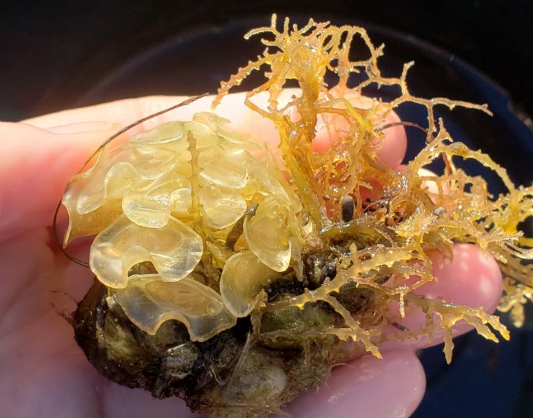 ECMarineScience's tweet photo. Florida in January is perfect for exploring mangroves and coastal waters. #MarineScience student, Cami Muir '23, examines invertebrates during this Florida Coastal Field #Ecology course near the  @eckerdcollege waterfront. https://t.co/JJI16hW5r3