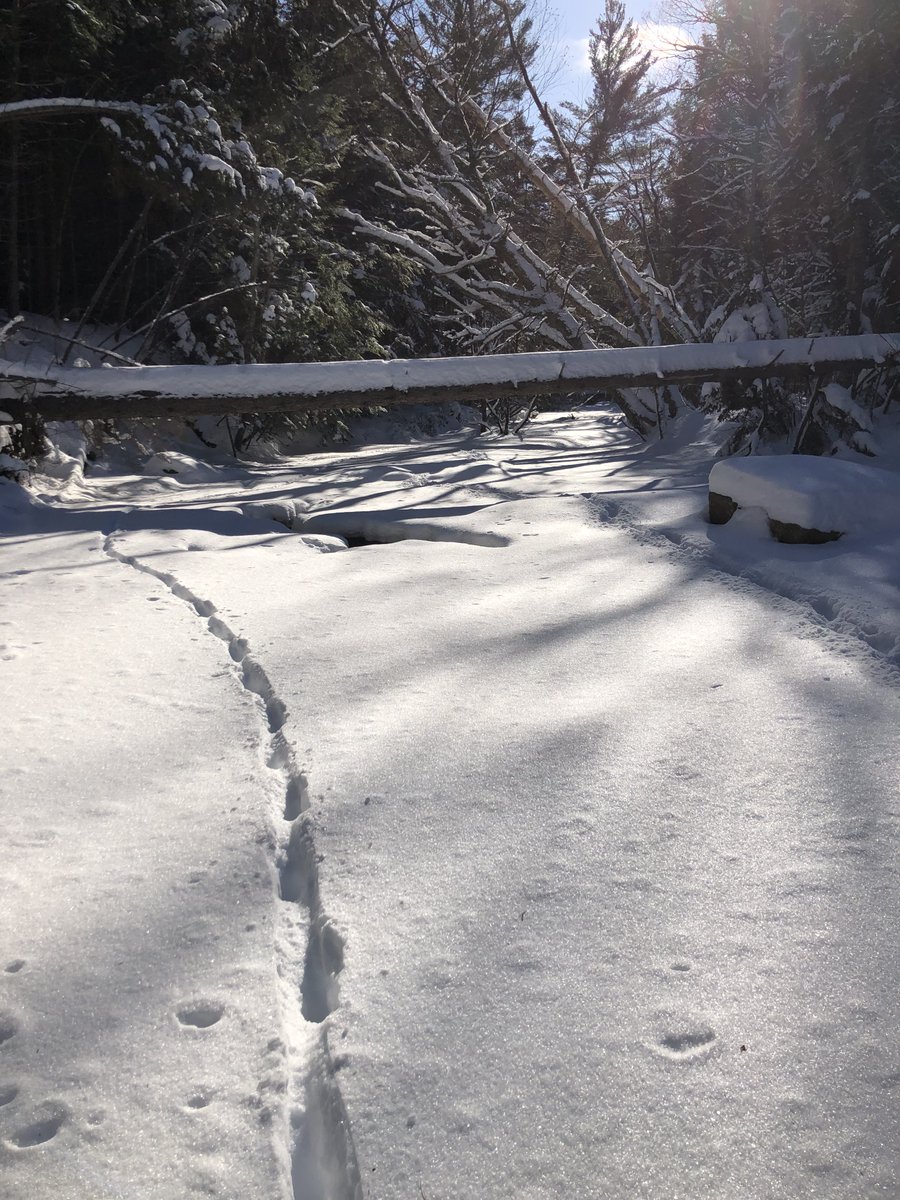 NilesFinn's tweet photo. Anyone good at animal track id? 🐾Saw these on a frozen stream in Ripton  #midd #blessed https://t.co/kiSrtM0DGF