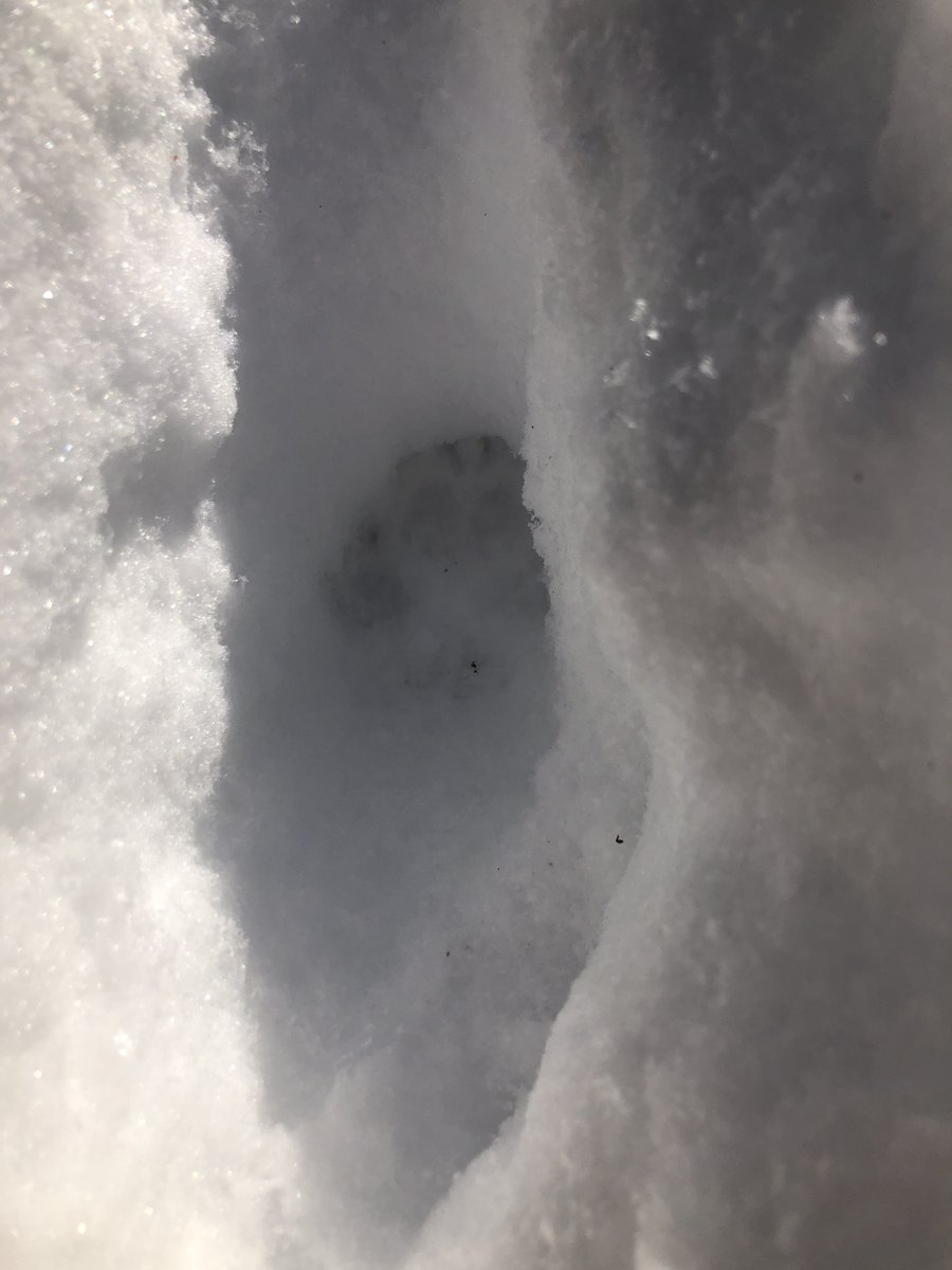 NilesFinn's tweet photo. Anyone good at animal track id? 🐾Saw these on a frozen stream in Ripton  #midd #blessed https://t.co/kiSrtM0DGF