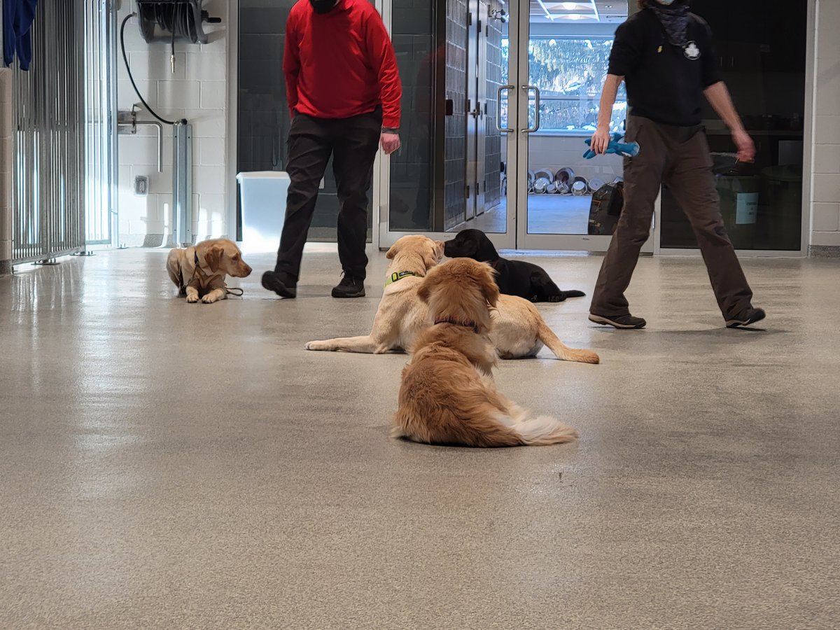 CDNGuideDogs's tweet image. Not even the frigid cold can keep our #futureguidedogs from accomplishing their missions