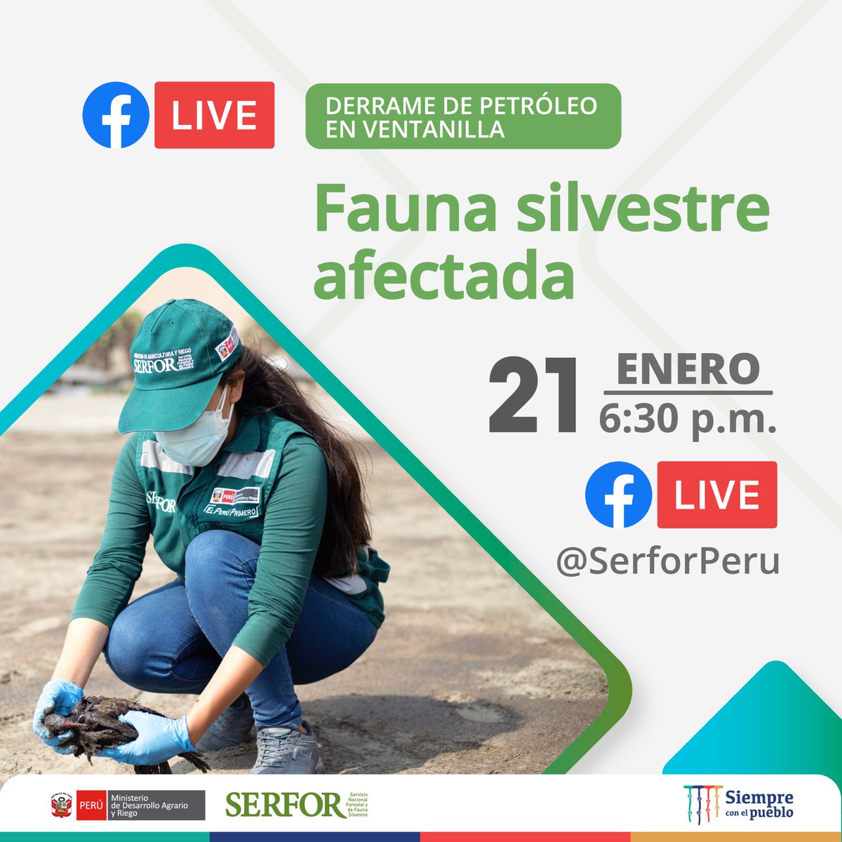 WCS_Peru's tweet photo. 🐧 ¡HOY! ¿Cómo generar un reporte en #AlertaSERFOR?, ¿cómo asistir a un animal silvestre empetrolado mientras llega la ayuda especializada?, ¿dónde están los puntos de acopio?. Conéctate a las 6:30 pm para resolver estas dudas en https://t.co/zKeBFHU8fC

#ancón #lapampilla https://t.co/nSHkoAL8fc