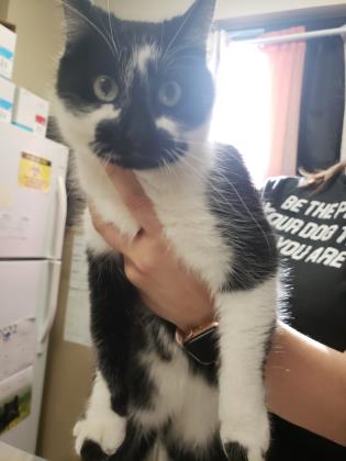 Newbie Alert!!

Mirabel is a young kitty who has an unknown past. Although we don't know much about her, we know she's just as unique as she looks!  Mirabel is still young and can learn quickly once she's in a home, so hurry in to meet her!