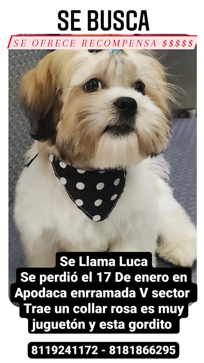 adrianamataa's tweet photo. #PERRITOPERDIDO #LUCA #AYUDAMEAVOLVER
#ESTOYPERDIDO #NUEVOLEON #APODACA https://t.co/sOduFAKaCg