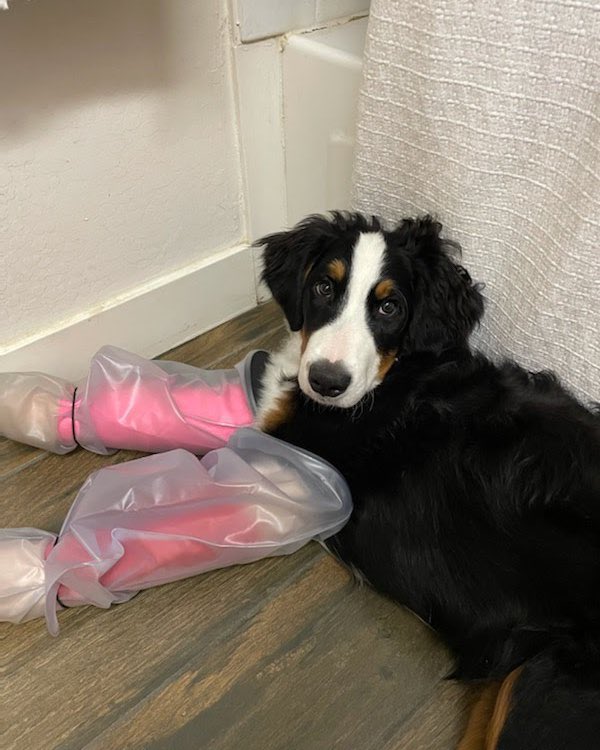 dog_rates's tweet photo. This is Nala. She spent an entire day practicing her zoomies and was excited to show her dad how fast she can go when he got home from work. Accidentally zoomed right into the street and was hit by a car. We covered the cost of her care and wish her a speedy recovery. 13/10 https://t.co/J4novULSU7