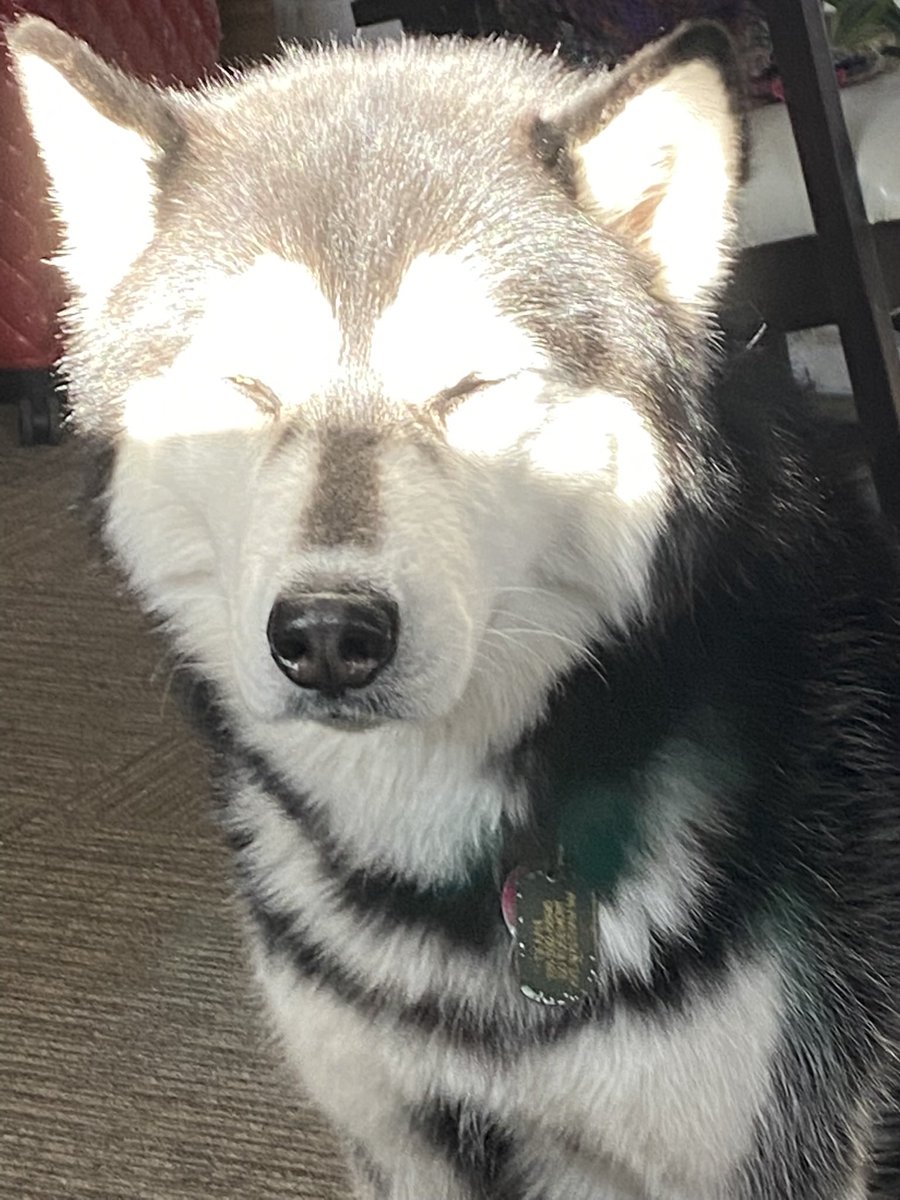matthootupdates's tweet photo. No Matt content recently so here have dog pictures https://t.co/dIyUvegbDd