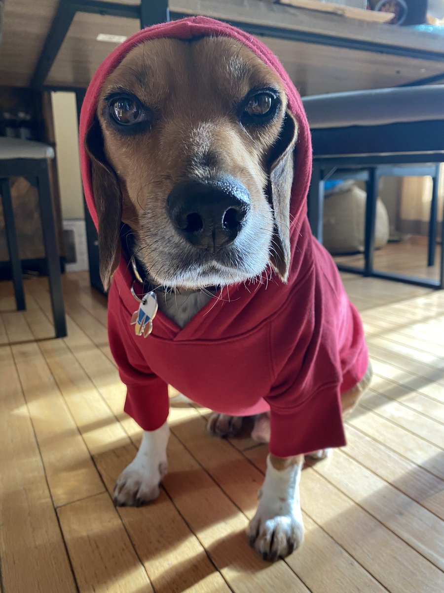 Apollo_TheBeag's tweet photo. Thanks to another beagle friend we found out about American BEAGLE Outfitters… as you can see, I am thrilled about this discovery… https://t.co/QfIn76EK38