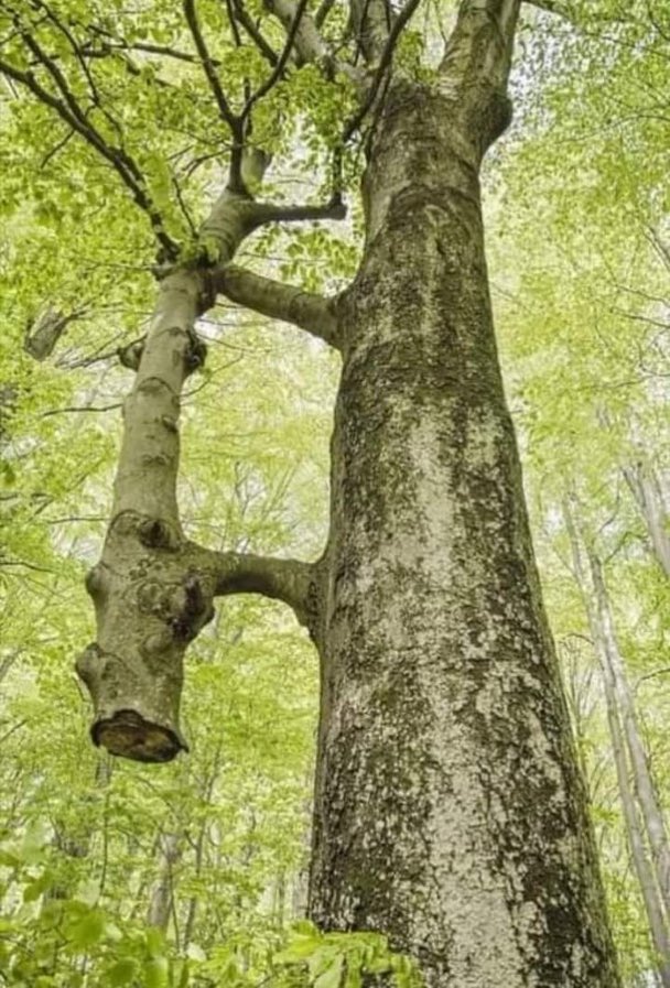 ninjasniperpon's tweet photo. A large tree has been feeding a cut down tree through its branches for many years and does not let it die. Bökk National Park, Northern Hungary https://t.co/qUOpWIPn8V