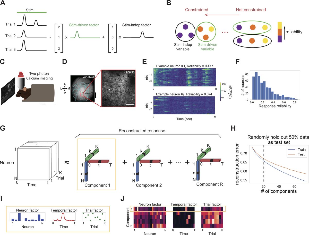 JNeurophysiol's tweet image. #Imageoftheweek - Fig 1 - "Diverse coactive neurons encode stimulus-driven and stimulus-independent variables"
Ji Xia,Tyler D. Marks,Michael J. Goard,Ralf Wessel
#Neuralencoding #Neuralensemble #Neuroscience
@michaelgoard @WUSTL @ucsantabarbara
ow.ly/WfC350Hslxq
