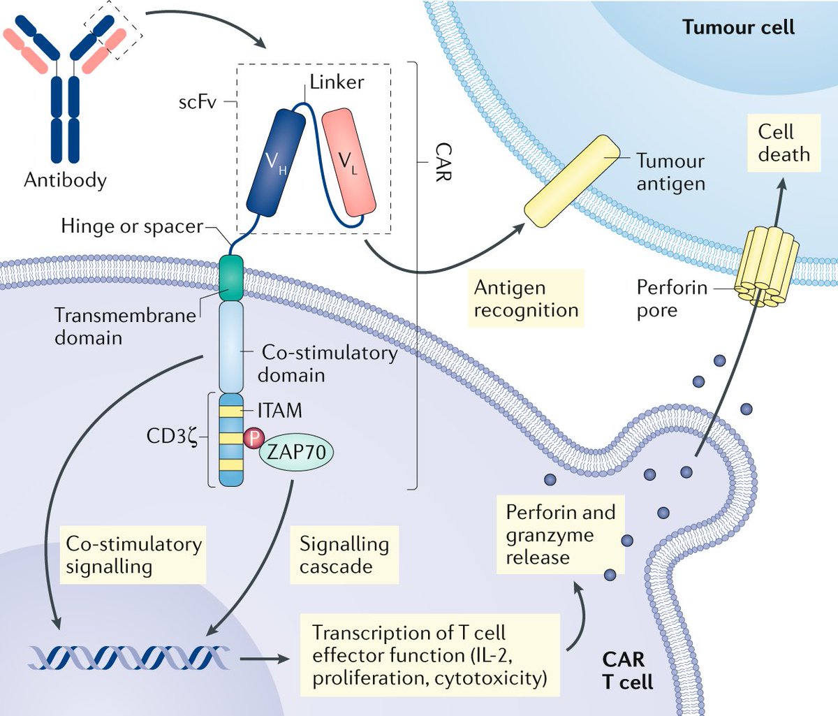 Nature Reviews Cancer (@naturerevcancer) on Twitter photo Our 4th most downloaded article of 2021: Recent advances and discoveries in the mechanisms and functions of CAR T cells
by RC Larson & <a href="/MarcelaMaus/">Dr Marcela Maus</a>
go.nature.com/2Y8lcbL
<a href="/harvardmed/">Harvard Medical School</a>
#NRCtop10of2021
#Immunotherapy Our 4th most downloaded article of 2021: Recent advances and discoveries in the mechanisms and functions of CAR T cells
by RC Larson & <a href="/MarcelaMaus/">Dr Marcela Maus</a>
go.nature.com/2Y8lcbL
<a href="/harvardmed/">Harvard Medical School</a>
#NRCtop10of2021
#Immunotherapy
