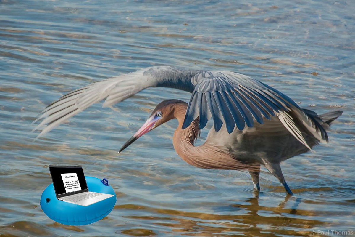 Hey peeps! If you're in need of funding for your waterbird research, you can apply for a Waterbird Society grant. Better hurry though - they are are due on February 1st! waterbirds.org/research-grant…