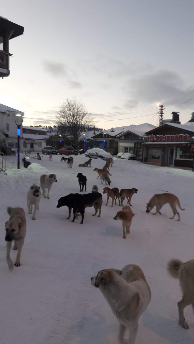 İnsanlar okula gidemiyor
Hastaneye gidemiyor
Çocuklar artık hayvanlardan korkar hale geldi.
#KöpekTehlikesi