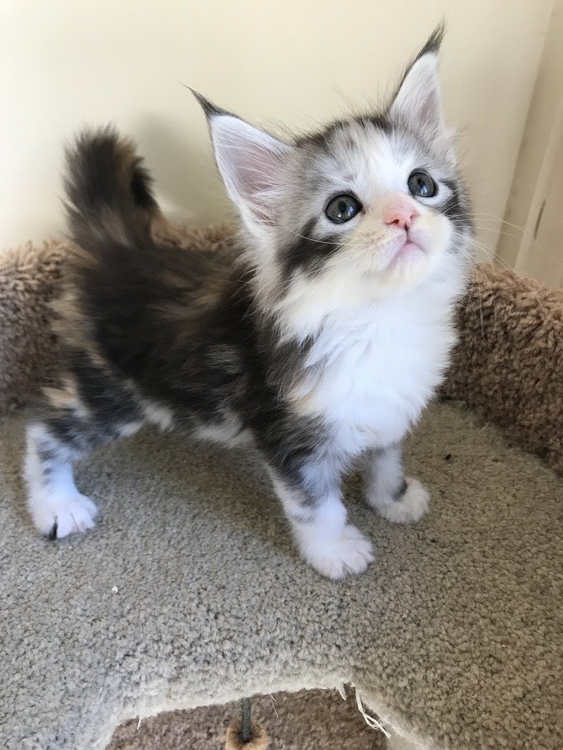 yoga_and_more's tweet photo. do you love me  ?? ❤️ 😺 🎉 🎈 🍀 ❤️ https://t.co/AVKNgpNzz5