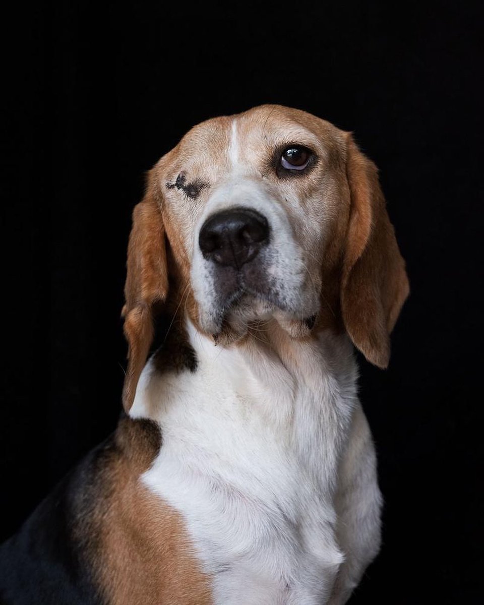 Dante es un beagle rescatado de un laboratorio de experimentación farmacéutica en #Barcelona. Fue rescatado por junto a otros 31. Los beagles son utilizados por su carácter dócil, son maltratados y asesinados en los laboratorios. #FreeBeaglesVivotecnia <a href="/UniBarcelona/">Universitat de Barcelona</a> <a href="/govern/">Govern de Catalunya</a>