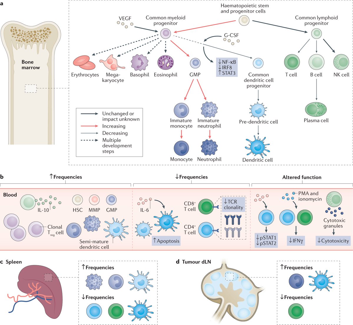 NatureRevCancer's tweet photo. And the moment you've all been waiting for...
Our top downloaded article in 2021: Systemic immunity in cancer
by K Hiam-Galvez @InflammatoryDC, B Allen @ballen1725 &amp; M Spitzer @SpitzerLab

https://t.co/S21DGR0tlY
 
@UCSFCancer
@UCSF
#NRCtop10of2021 https://t.co/p9KRgvOVJX