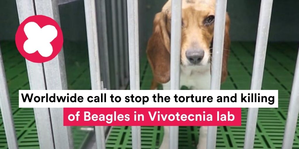 💥International call on <a href="/UniBarcelona/">Universitat de Barcelona</a>
 to stop the execution of Beagle puppies &amp; invest in ethical alternatives!

💪<a href="/PartidoPACMA/">PACMA</a>, MEP <a href="/anjahazekamp/">Anja Hazekamp</a>
 + sister parties worldwide urge for an end to illegal practices at <a href="/Vivotecnia_/">vivotecnia</a>
 
👉pfta.earth/savebeaglepupp… 

#teamplanet