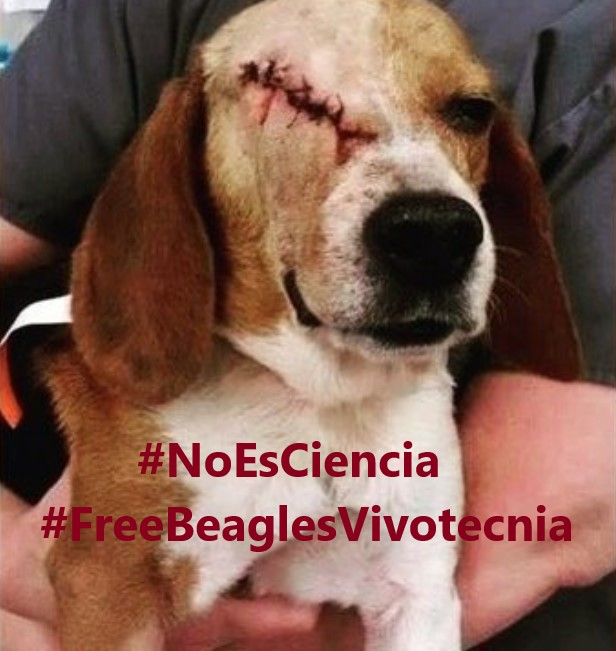 tanianfp's tweet photo. Liberación para los Beagles de vivotecnia. @UniBarcelona @govern @ComunidadMadrid #FreeBeaglesVivotecnia https://t.co/vZ0Ydr1VIl