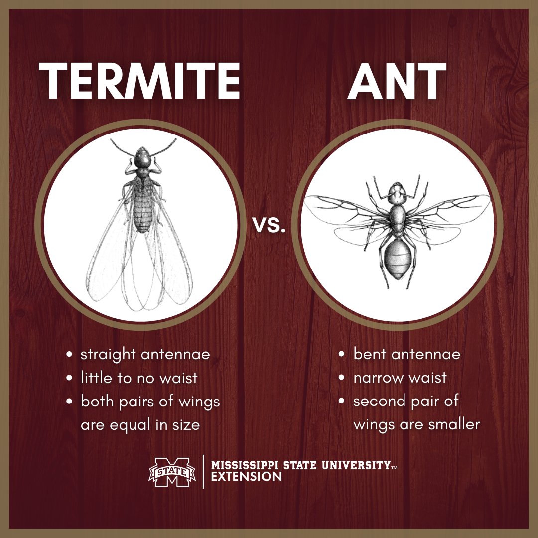 susan_csmith's tweet image. Mistaking termites for ants can be a costly error! 

Get links to resources to learn more about termites and how to protect your home and other structures in our latest #ExtensionforRealLife blog post: bit.ly/3GSzBNN #MSUext