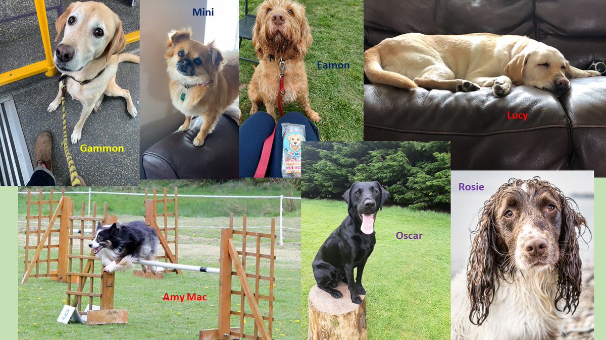 Some of our study participants were kind enough to share photos of their dogs and allow for us to share them – here are some of the dogs in the UCD Dog Owner Microbiome study! They are all so lovely!😊