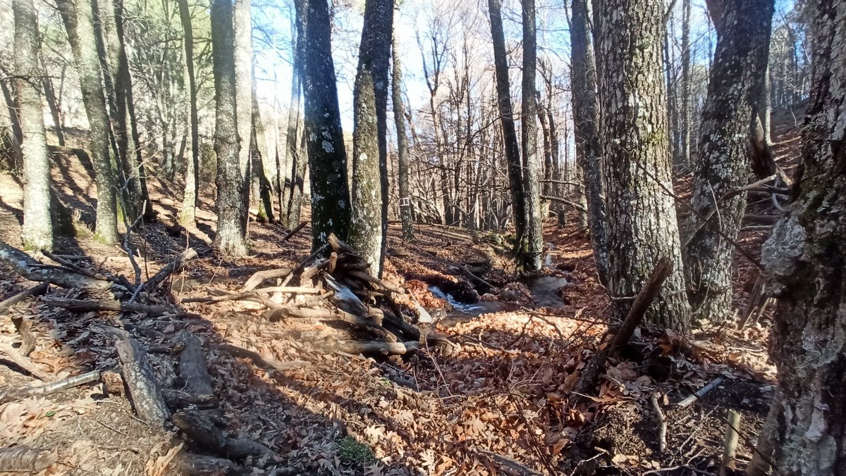 Unapersonamass's tweet photo. Hoy rutita por el castañedo de El Bierzo. Una ruta de pocos km pero muy muy bonita. https://t.co/tfJC8QFZTQ