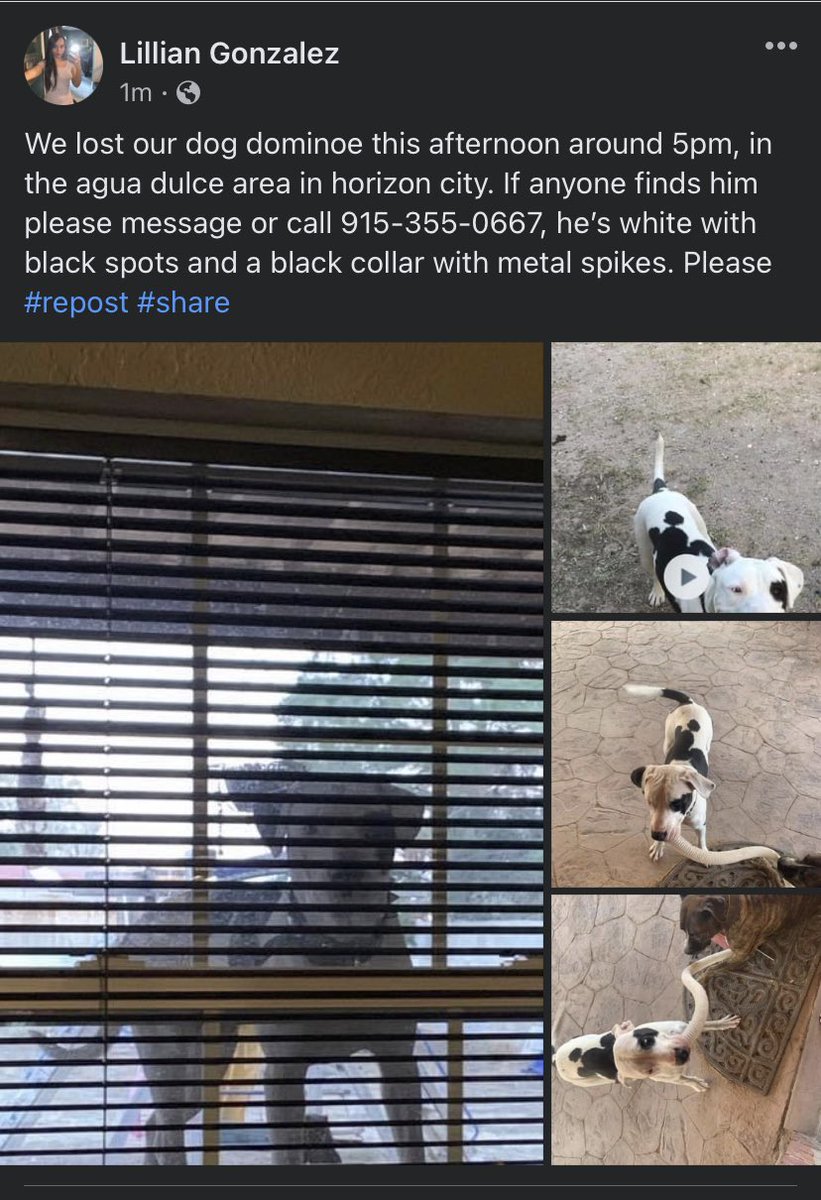 Lilliandelrey's tweet photo. I lost my dog guys, he’s a very silly boy he won’t make it out in the hood 😭😭😭😭😭😭💓 #HELP https://t.co/rNHohAySGu