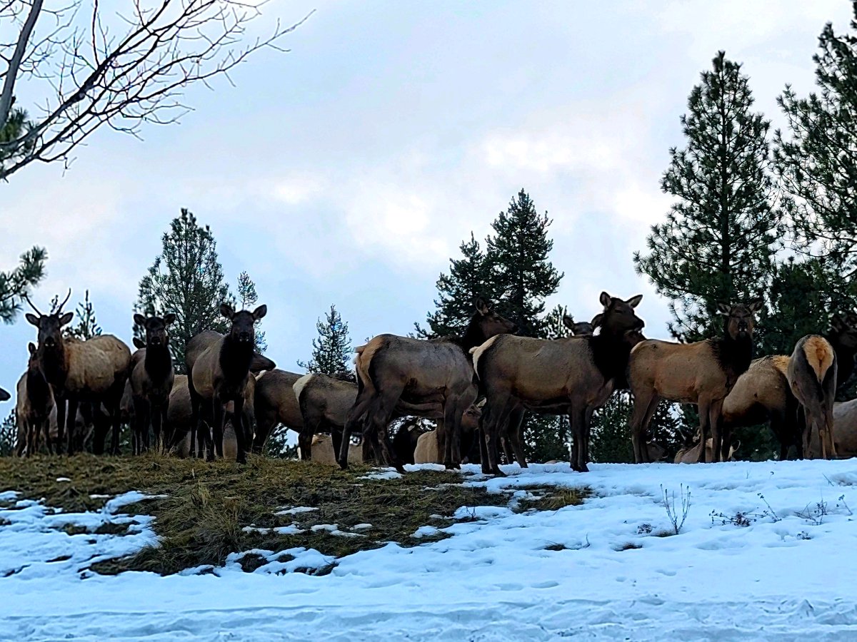 VPSunriver's tweet photo. Spotted in Caldera Springs yesterday! We think they were all waiting in line to tee off :) Happy Friday Friends! https://t.co/QIVPbfFc7c