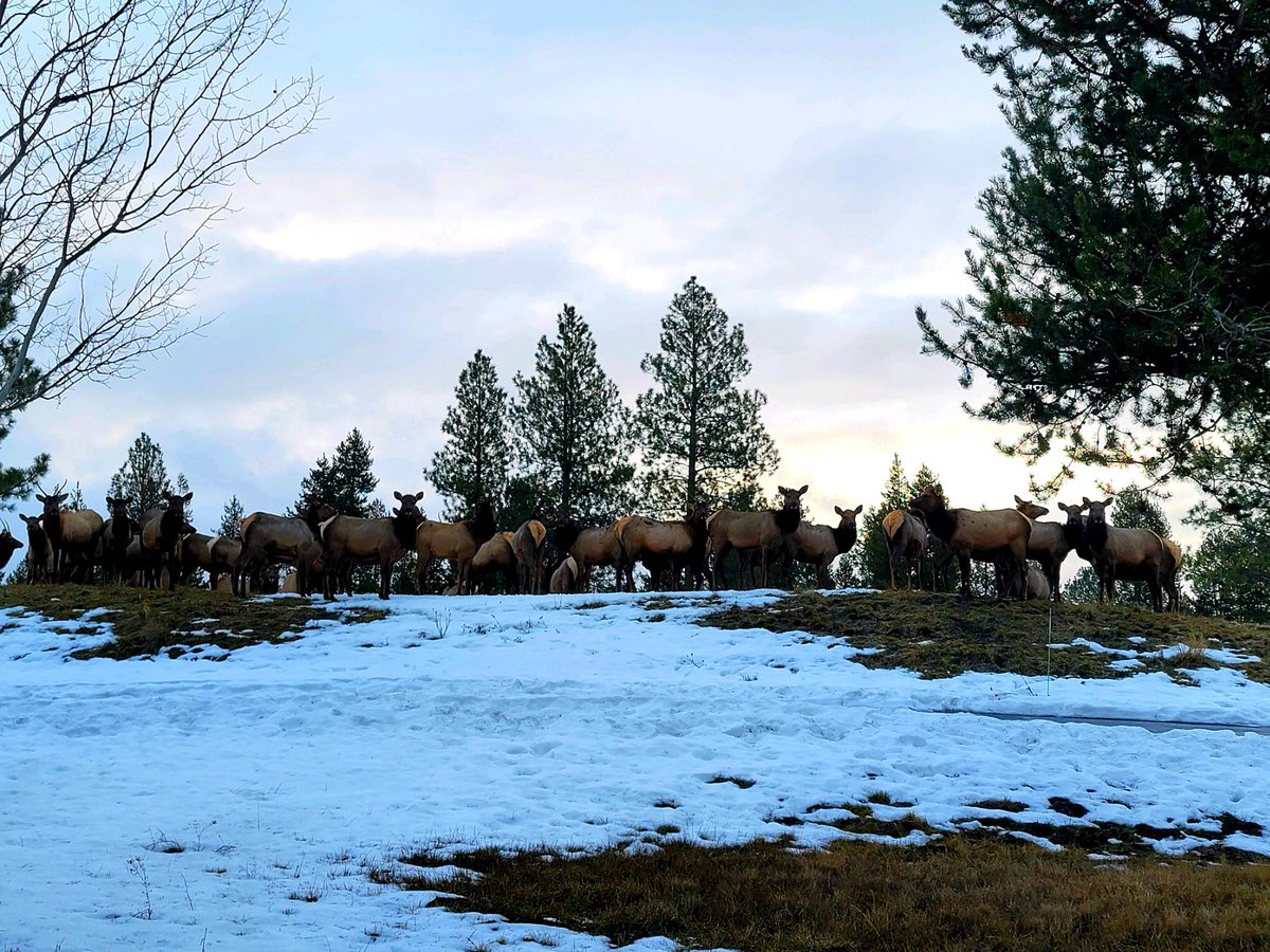 VPSunriver's tweet photo. Spotted in Caldera Springs yesterday! We think they were all waiting in line to tee off :) Happy Friday Friends! https://t.co/QIVPbfFc7c