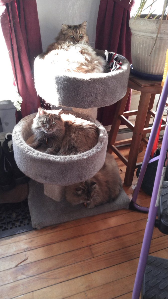 JurassicQueer's tweet photo. @vermontedition In March of 2020 I agreed to foster these 3 Torbies. Of course, the day before I was to return them, the shelters were quarantined here in Clinton County! Now I have 5!! Because I only have geriatric, traumatic, and dramatic #FelineFourz!!! #COVIDCATS https://t.co/3SmIDjg21b
