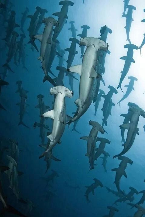 heart4sharks's tweet photo. https://t.co/WUvGIE3Vbm